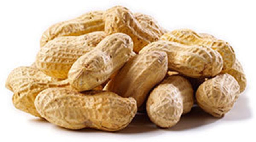 25 Jumbo Peanut Seeds-1115A