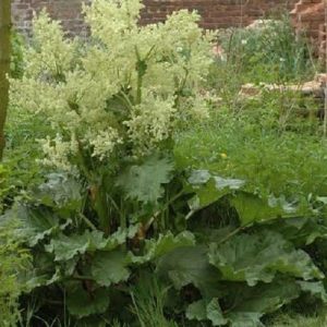 7 Rheum Rhubarb Seeds-1248