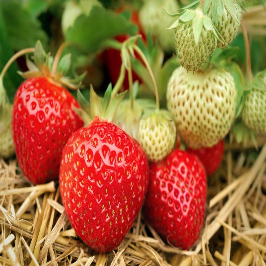 Everbearing Ozark Beauty Strawberry Plants 12 Bare Root Plants - TOP PRODUCER