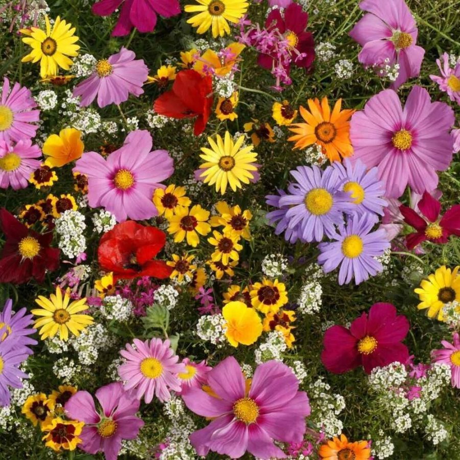 Variety Size All Annual Wildflower 19 Full Sun Annual Flowers Seed Mix,