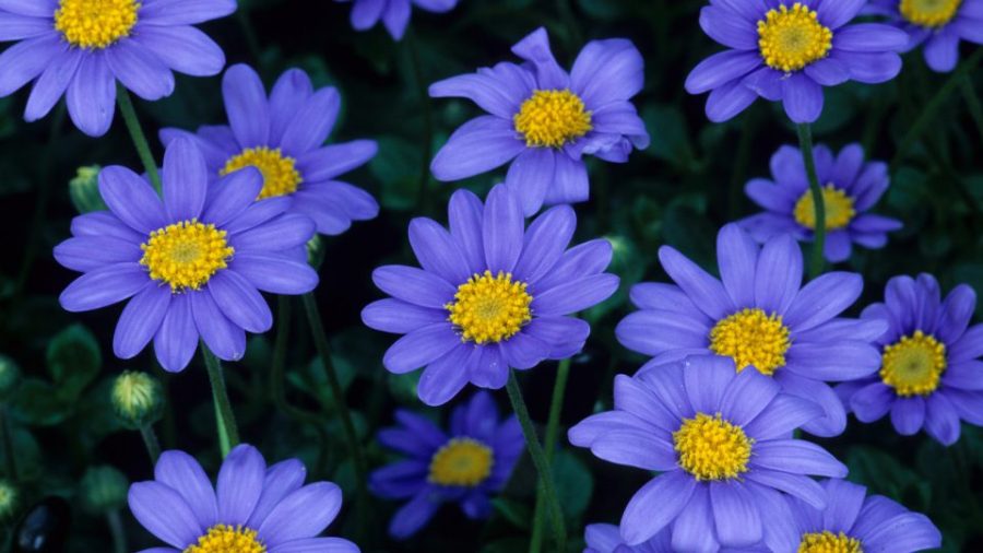 25 Seeds Blue Daisy (Felicia Heterophylla Blue)