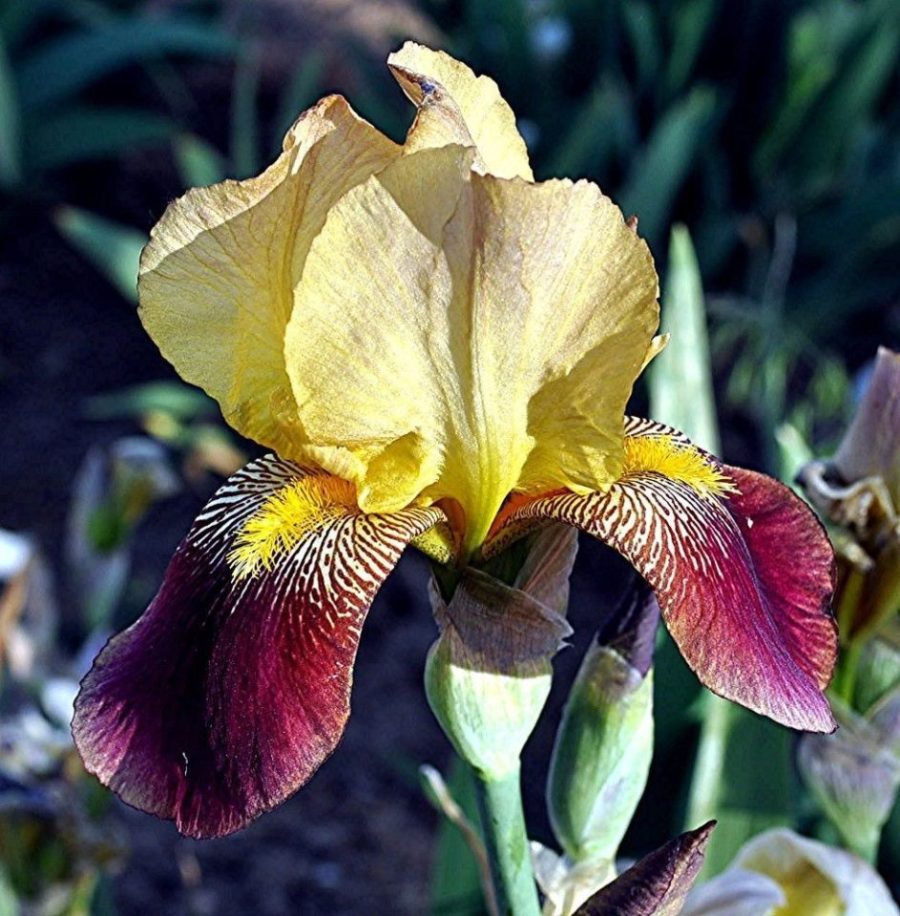 1 Rhizome - Accent iris Tall Bearded