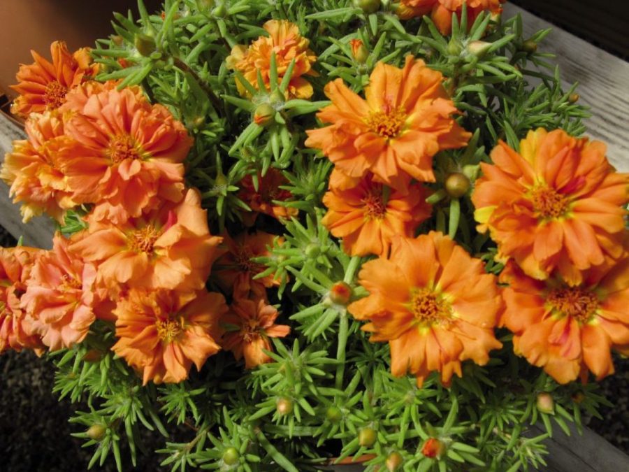 100 Seeds - Portulaca Moss Rose Orange - Portulaca Grandiflora - Ground Cover