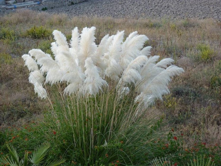 20 SEEDS Organic White Pampas Grass Cortaderia selloana