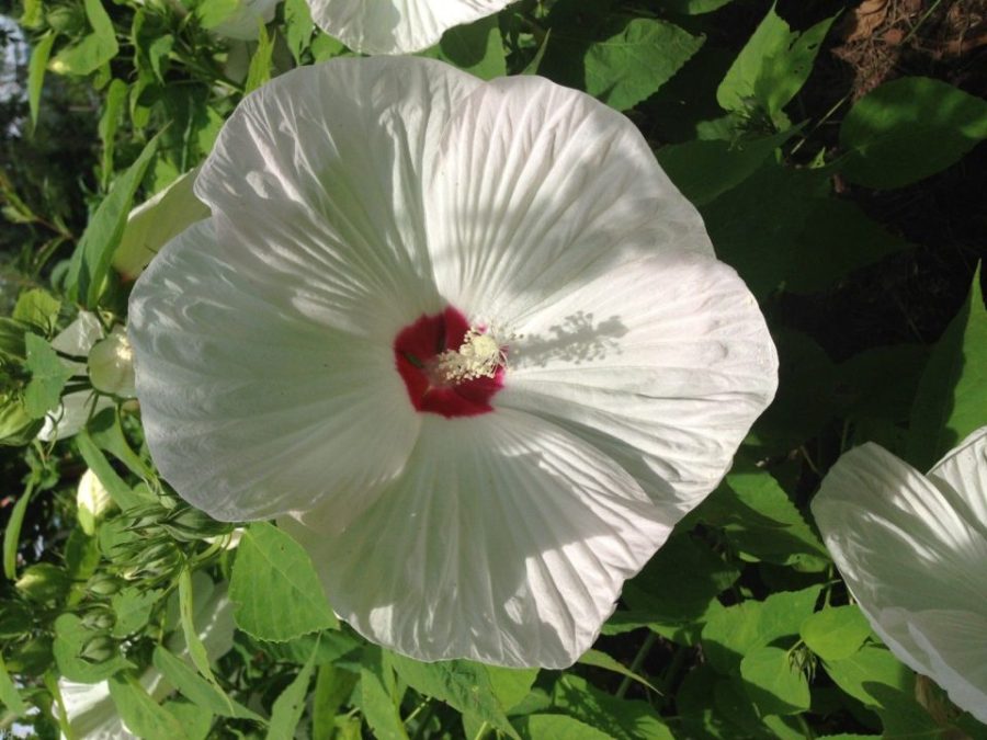 7 White Hibiscus Flower Seeds-1285