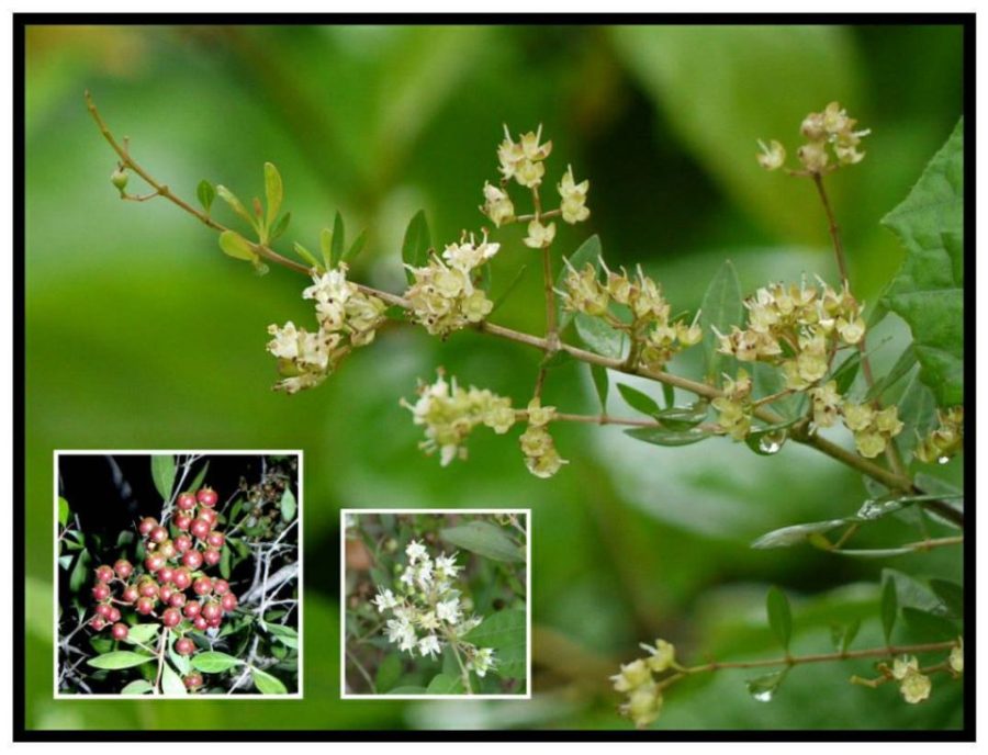 Henna Plant Seeds ~Lawsonia inermis~ Indian Mehandi ~ Natural Dye Plant ~ Use on