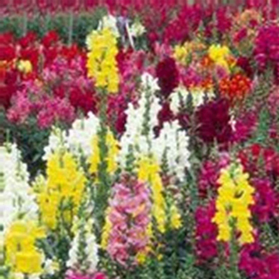 SHIP FROM US SNAPDRAGON FLOWER SEEDS - MAXIMUM MIX - 800 mg PACKET TM11