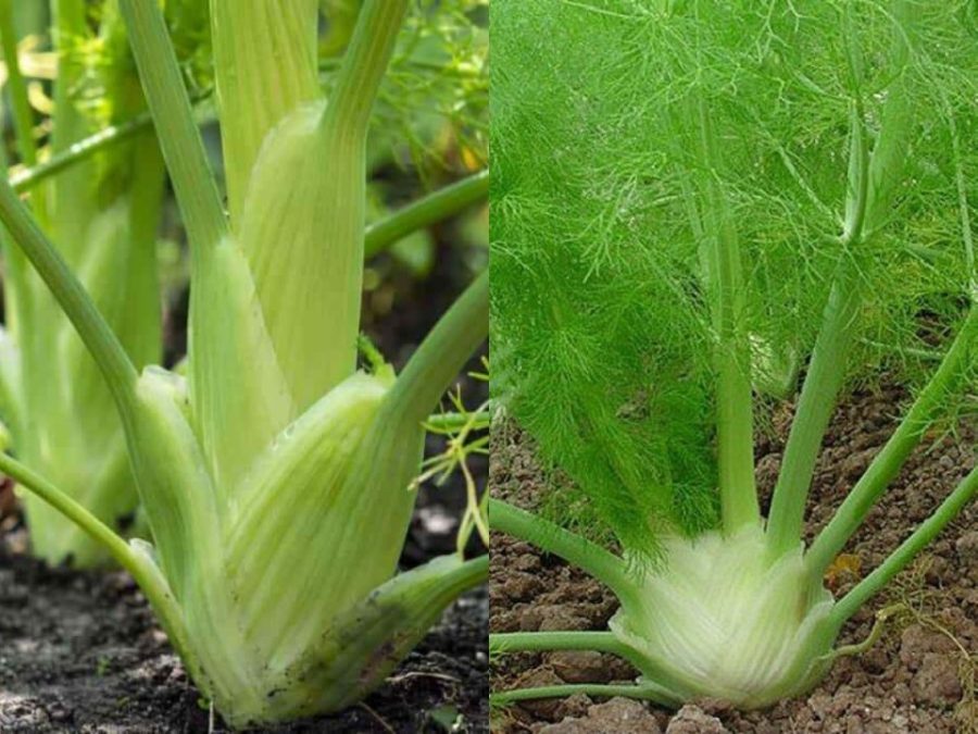 Variety Size Florence Fennel Anise Aroma Finnochio NON-GMO Seeds
