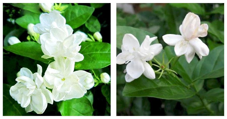 20 pcs/Bag Arabian Jasmine Pure White Jasmine Plant Beautiful Bonsai FlowerPlant