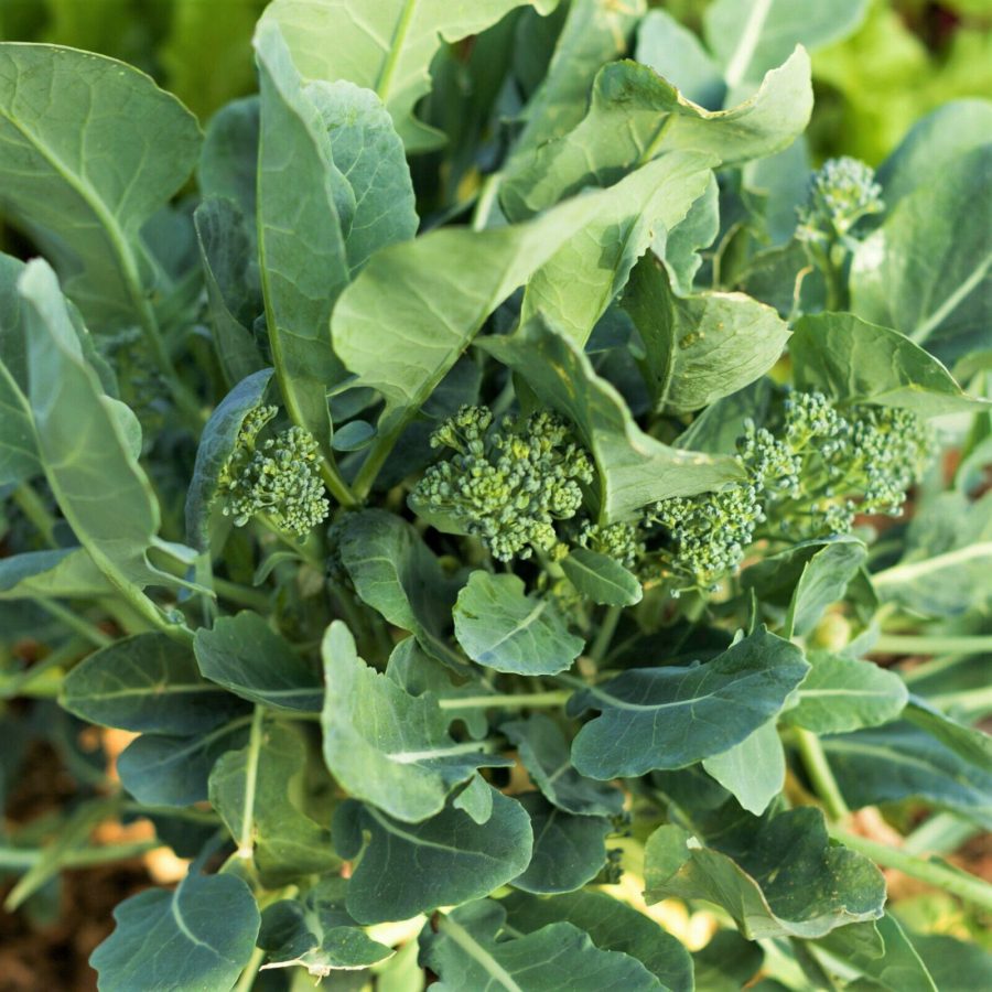 2000 Broccoli Raab Seeds (Rabe Rapini) Flowering Brassica Garden Fresh