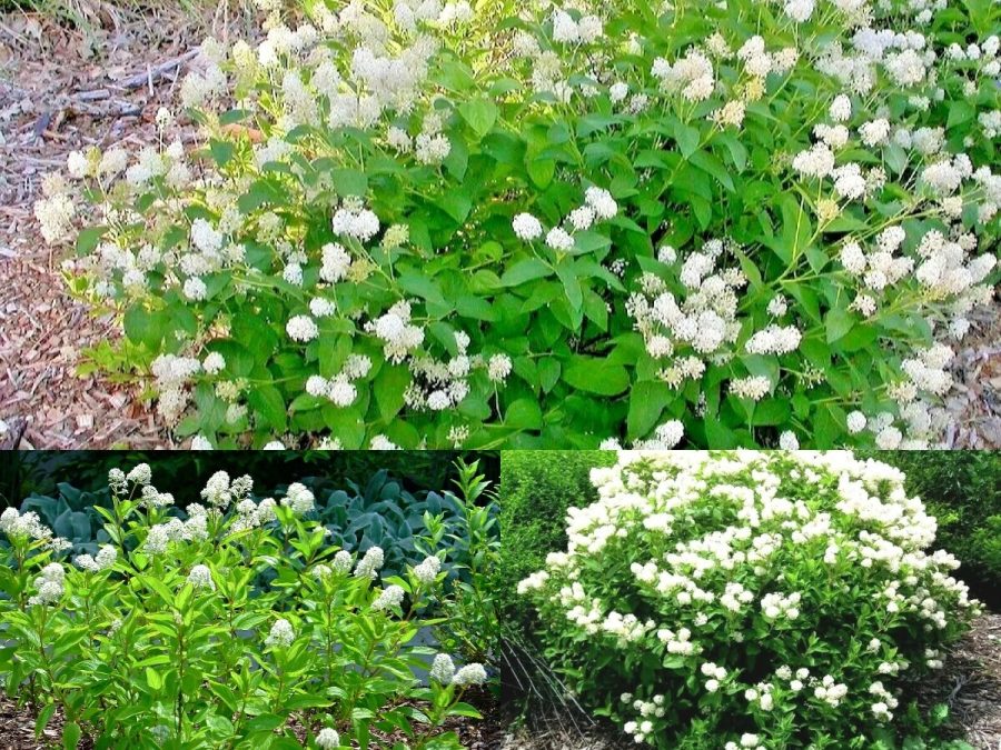 51+NEW JERSEY TEA Herb Native Wildflower Bush Shrub Seeds Shade Garden Container
