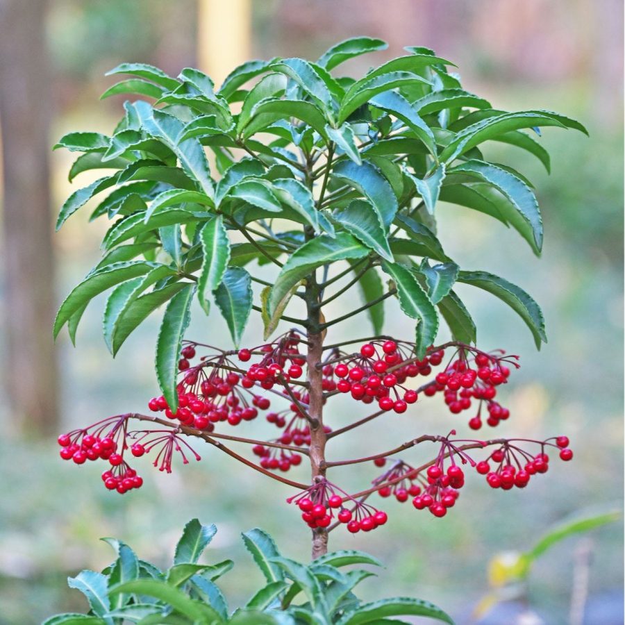 Ardisia Plant Seeds - 5 Pcs, Rare Exotic Berry Shrub, Home Garden Landscaping, U