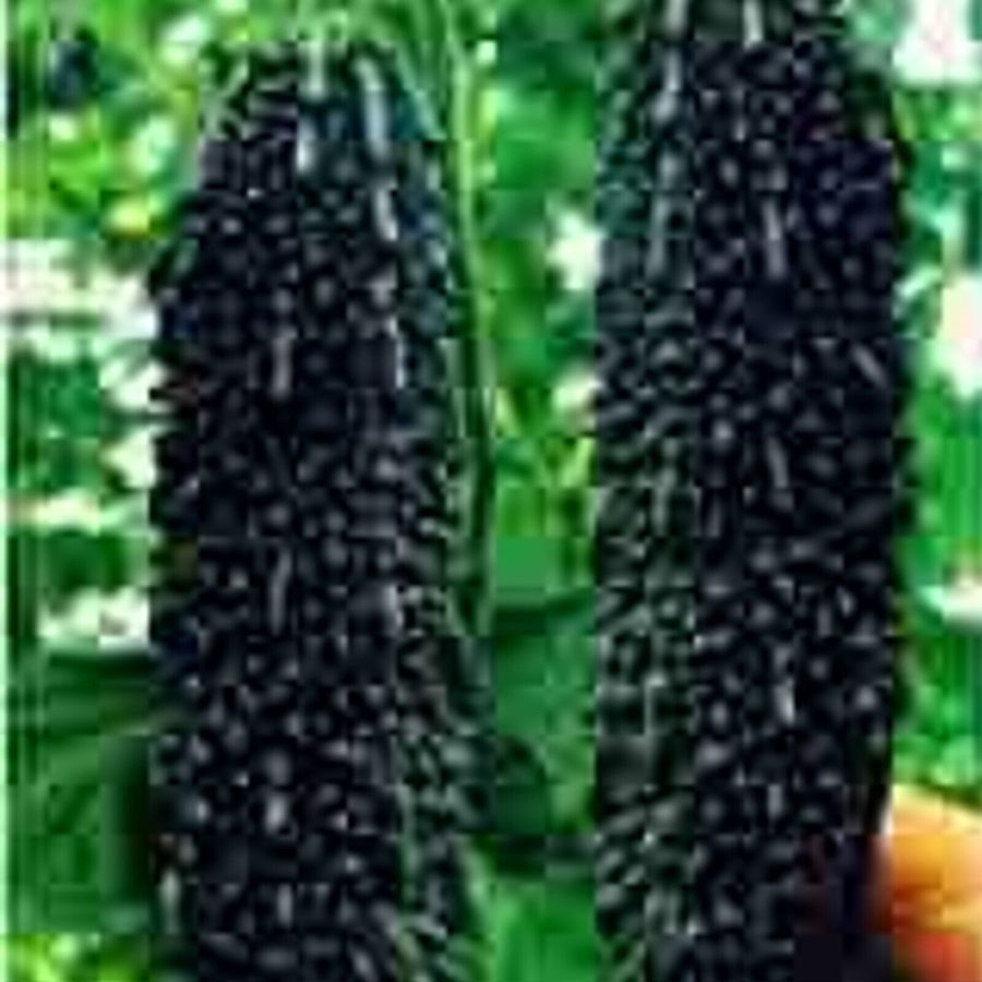 Black Pearl Bitter Vegetables, 10 Seeds