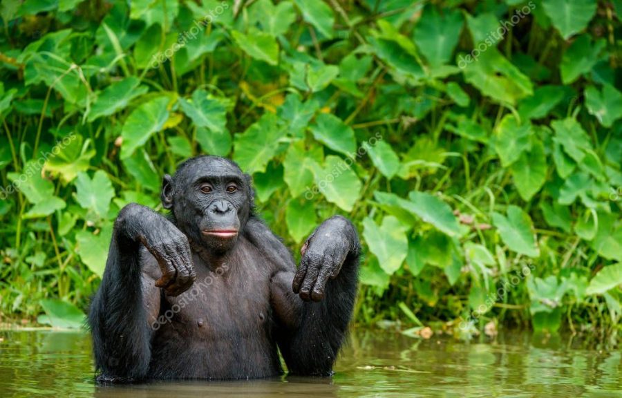Black bonobo in the water