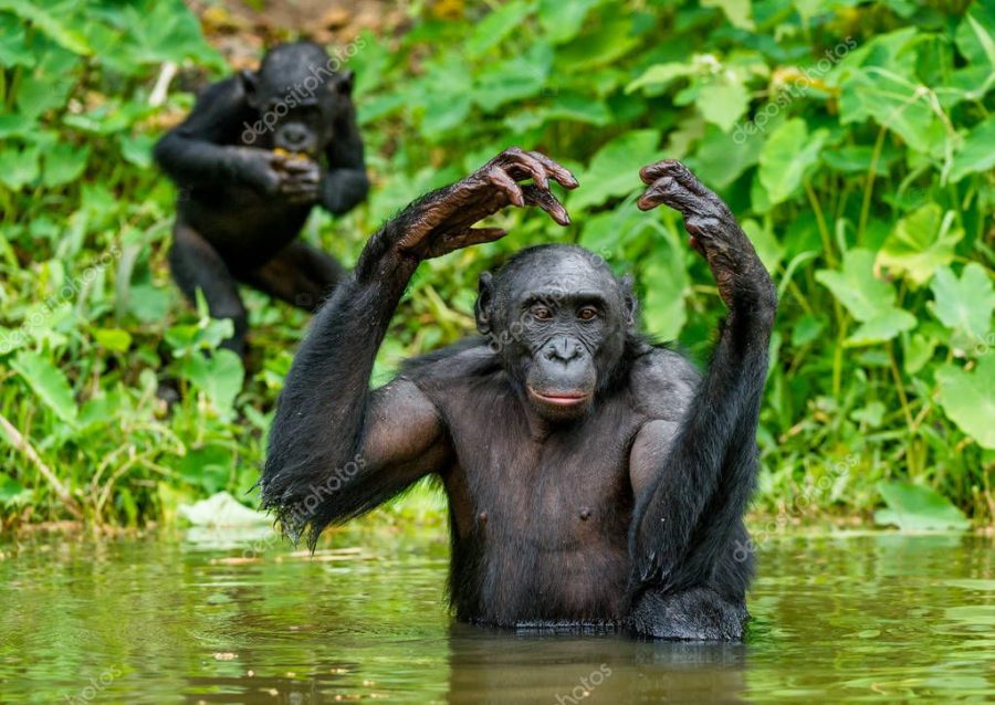 Black bonobos in water