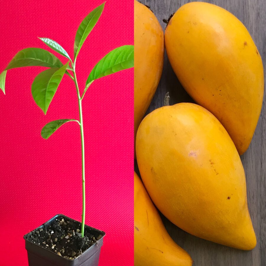 Canistel Yellow Sapote Egg Fruit Pouteria Campechiana Starter Plant Tree 7-12"