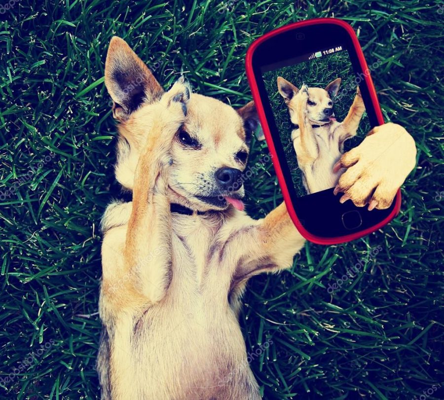 Chihuahua in grass taking selfie