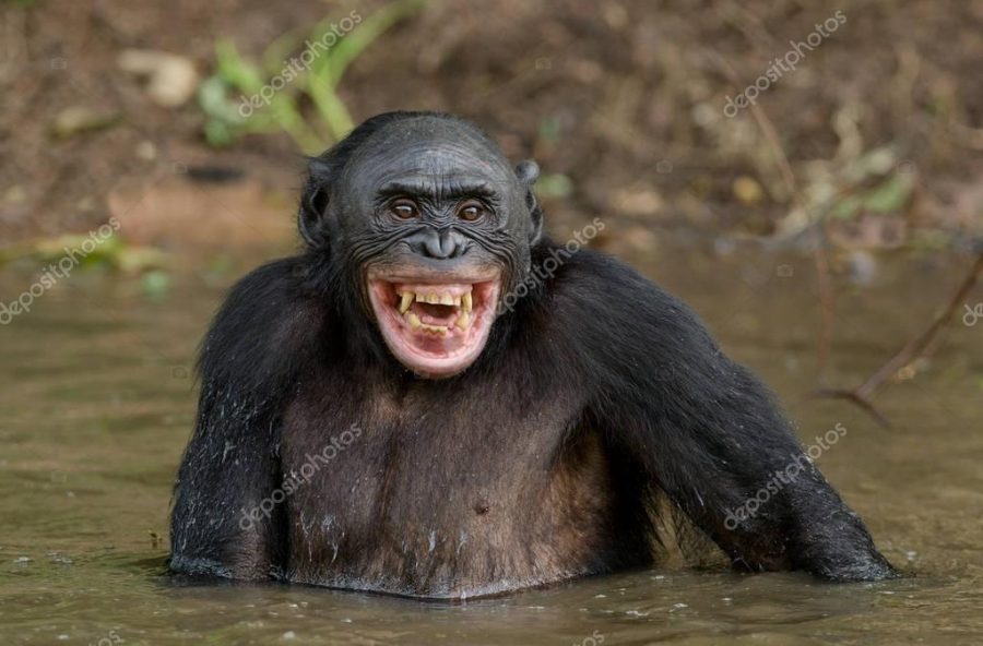 Chimpanzee Bonobo in the water