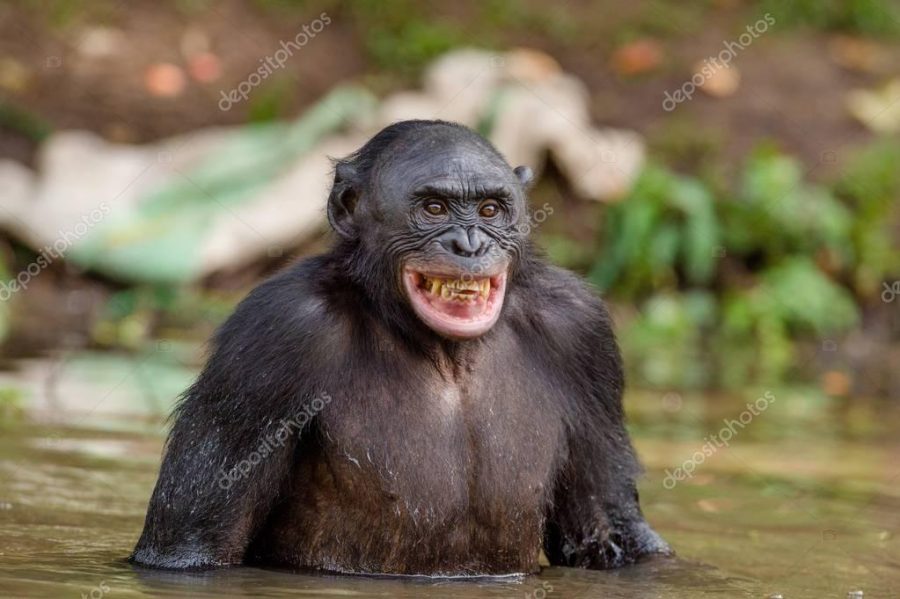 Chimpanzee Bonobo in the water