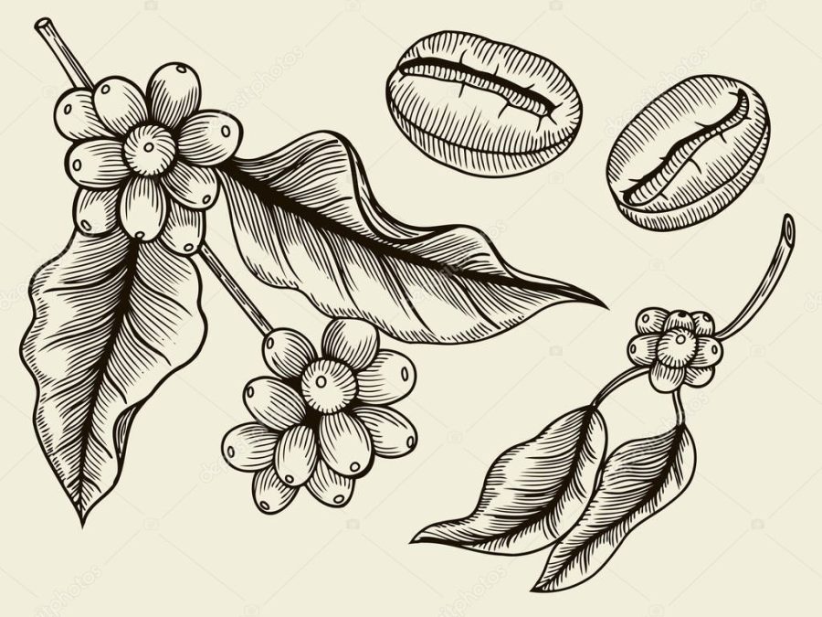 Coffee plant branch with leaf, berry, coffee bean, fruit, seed. Natural organic caffeine. Green coffee, luwak. Black on white background. Hand drawn sketch vector illustration coffe.