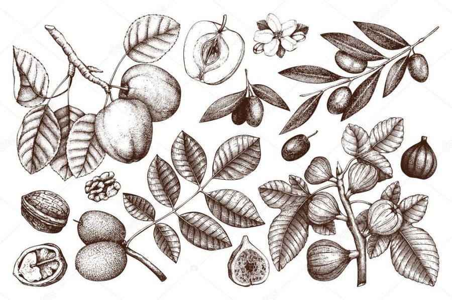 Collection of hand drawn trees illustration.