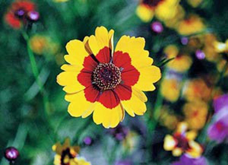 Coreopsis,Plains Tall flower seeds, Bright yellow blooms with red centers.