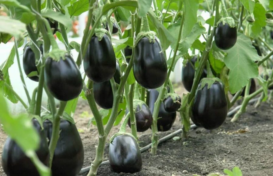 Eggplant Black Big Vegetables, 100 seeds