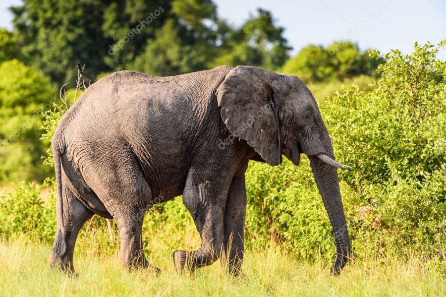 Elephant walks in the Moremi Game Reserve (Okavango River Delta), National Park, Botswana