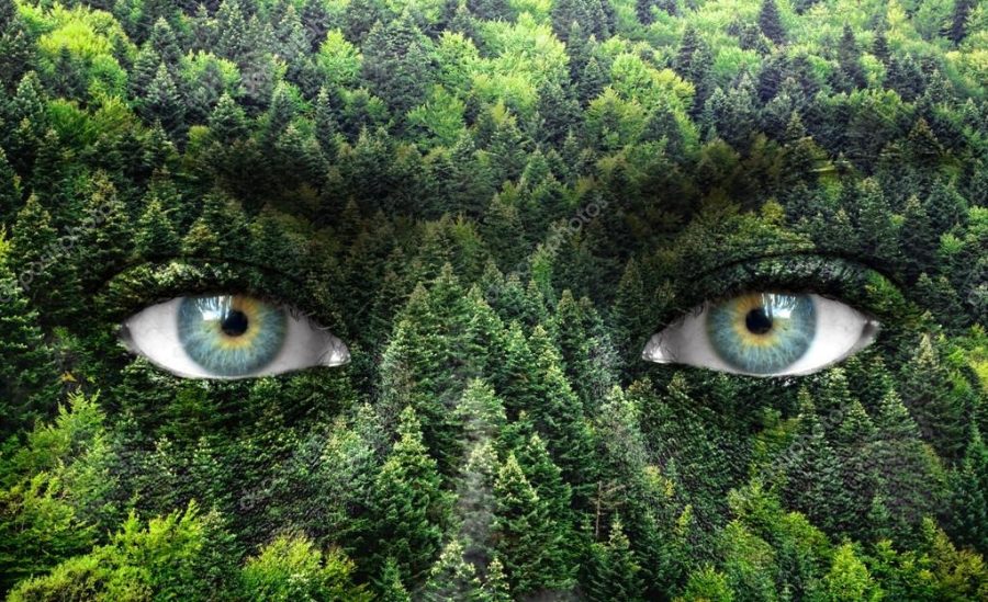 Green forest and human eyes - Save nature concept