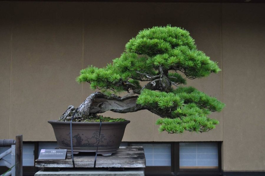 Japanese Five Needle Pine, 50 Seeds