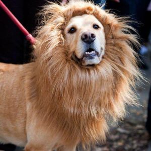 Lion Mane Wig for Dogs