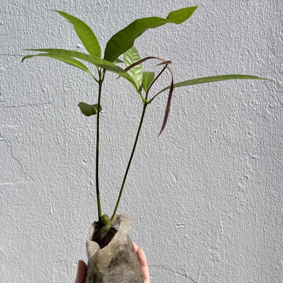 Live Plants Mango Gir Kesar (mangifera) live Tropical Fruit Tree 12"-24"