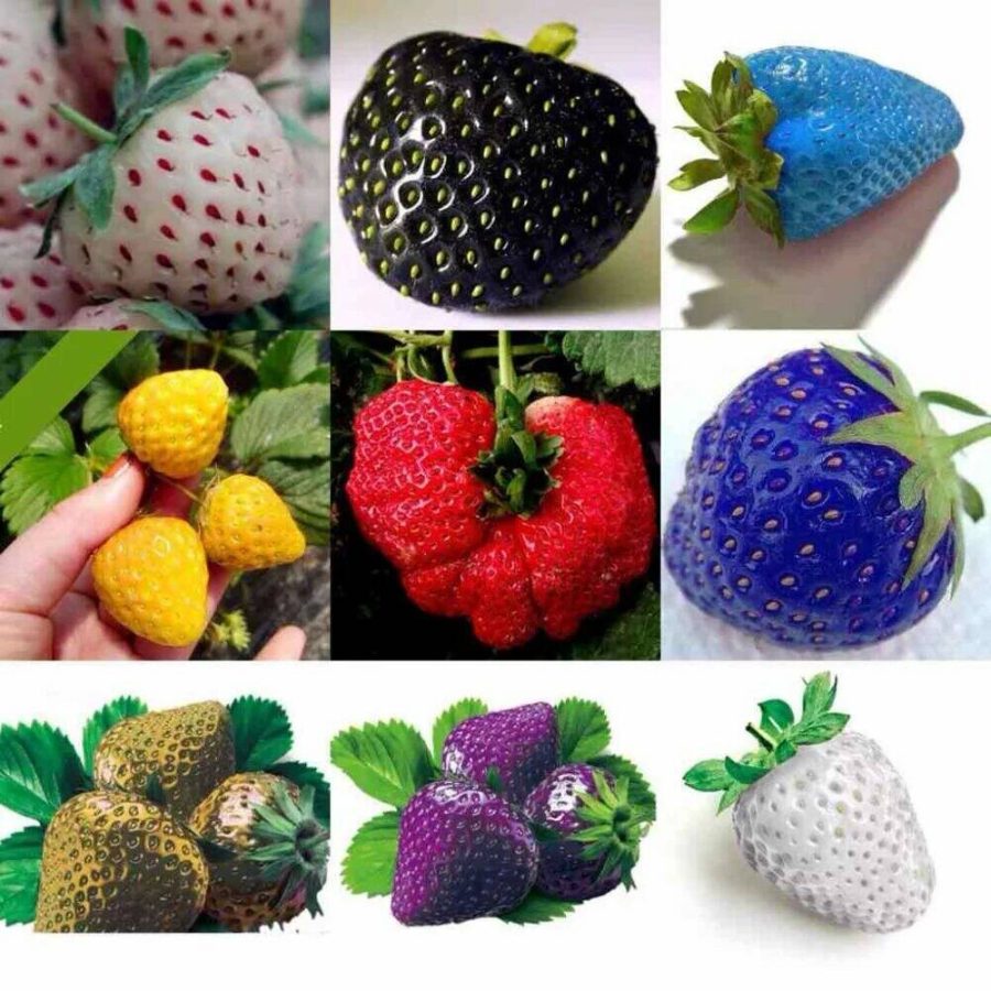 Mixed Strawberry Black Blue Giant Red Purple, 100 Seeds