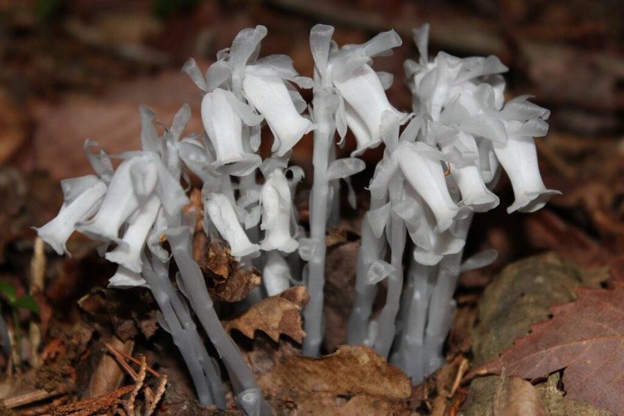 Monotropa Uniflora Indian Pipe Cheilotheca Humilis, 10 seeds