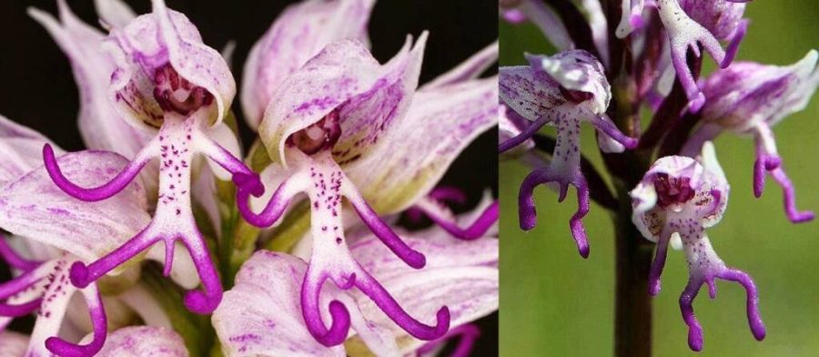 Naked Man Orchid, 20 Seeds