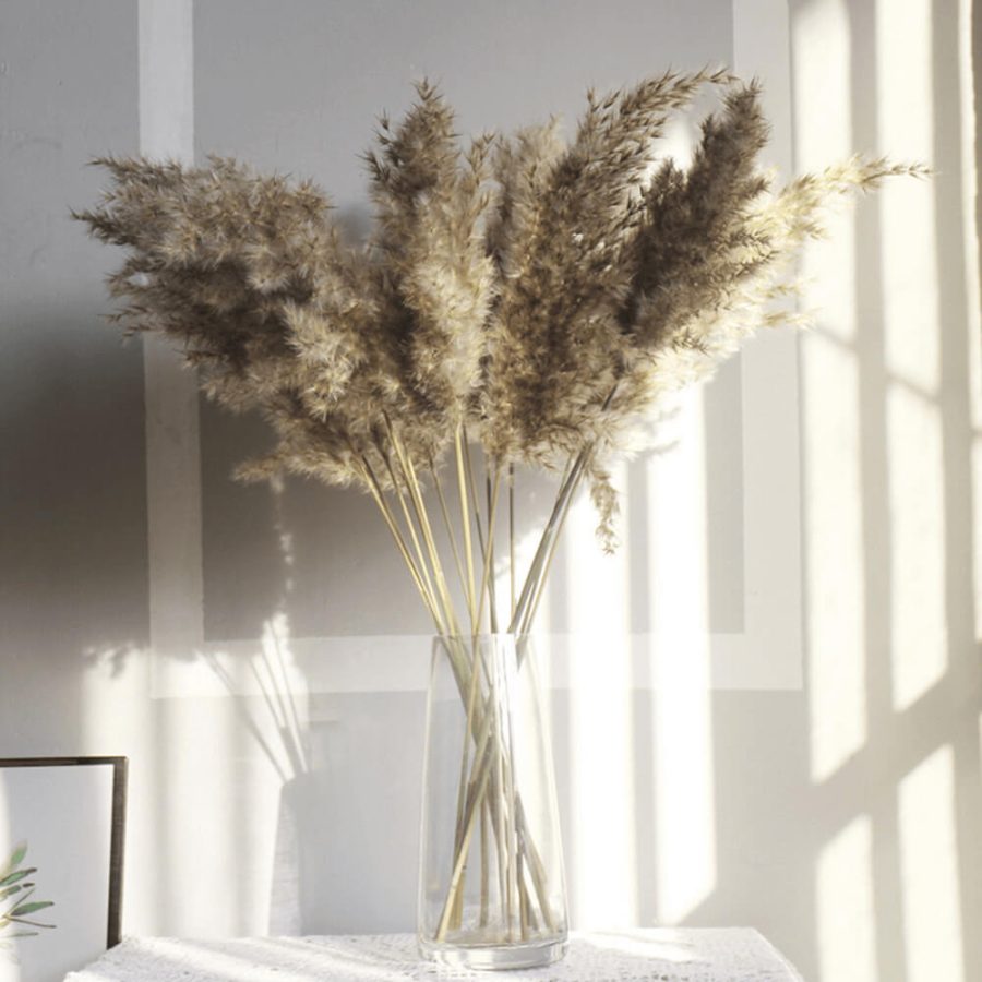 Natural Fluffy Dried Pampas Grass - 50 Steams