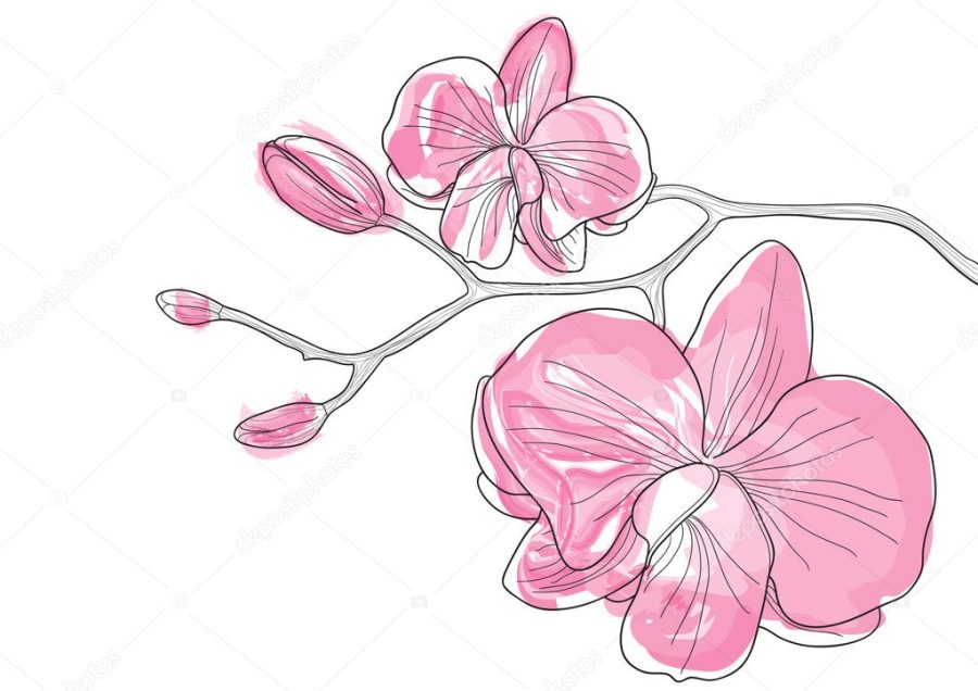 Pink orchid flowers