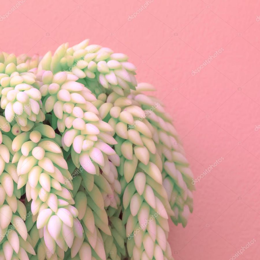 Plants on pink fashion concept. Cactus on pink wall. Vanilla colours art