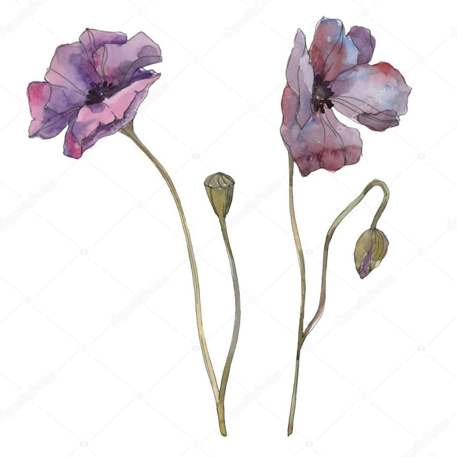 Purple poppy floral botanical flower. Wild spring leaf isolated. Watercolor background illustration set. Watercolour drawing fashion aquarelle isolated. Isolated poppies illustration element.