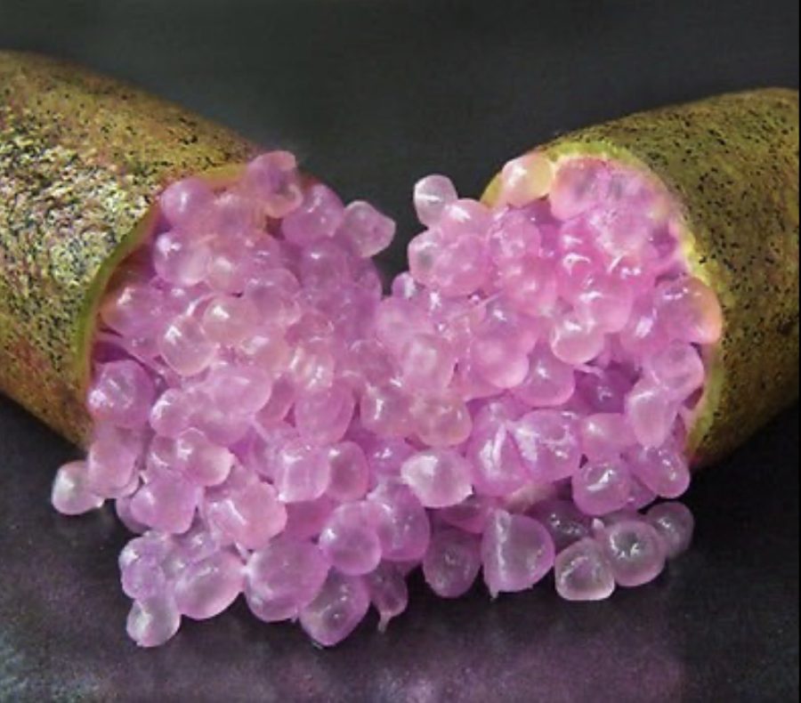 Rare Imported Pink Rose Bliss Finger Lime Plant, 10 seeds