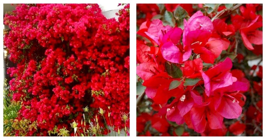 SAN DIEGO RED Well Rooted Live Bougainvillea starter/plug plant