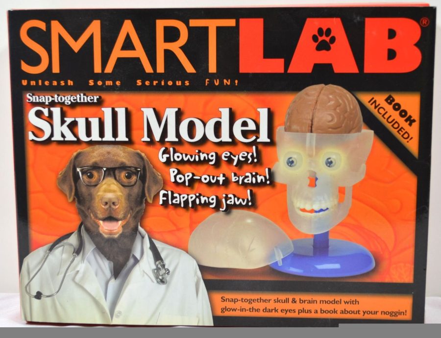 SmartLab Snap- Together Skull Model ----New