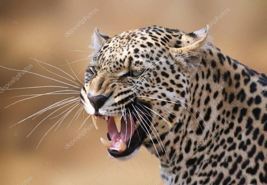 Snarling leopard in the Timbavati Game Reserve, South Africa.