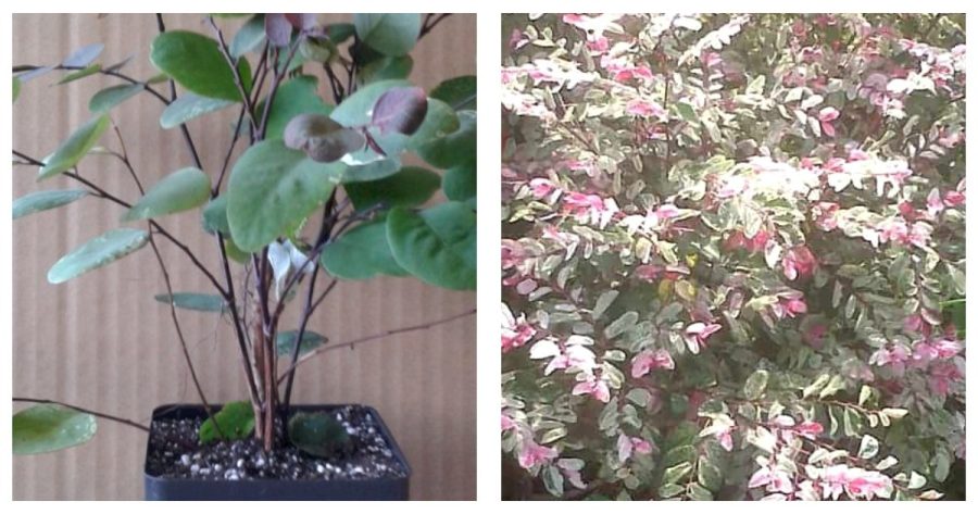 Snow On The Mountain Speckled Pink White Green Evergreen Shrub 4 Inch Pot