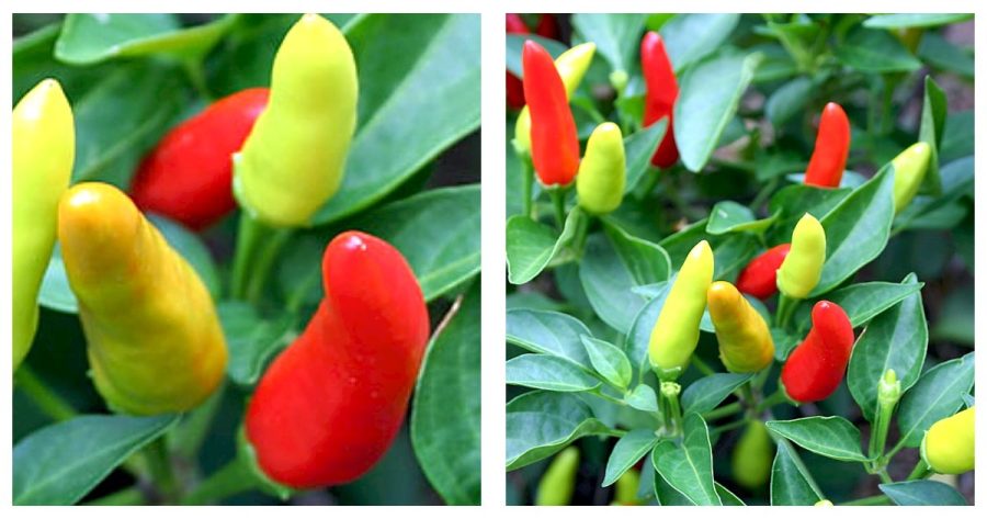 Super Chili Pepper Plant - Early/Hot - 2.5" Pot
