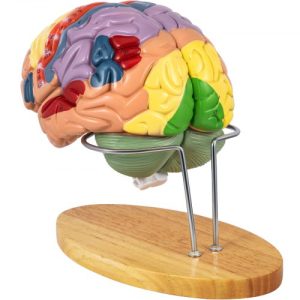 VEVOR Human Brain Model Anatomy 4-Part Model of Brain w/Labels & Display Base Color-Coded Life Size Human Brain Anatomical Model Brain Teaching Human Brain for Science Classroom Study Display Model