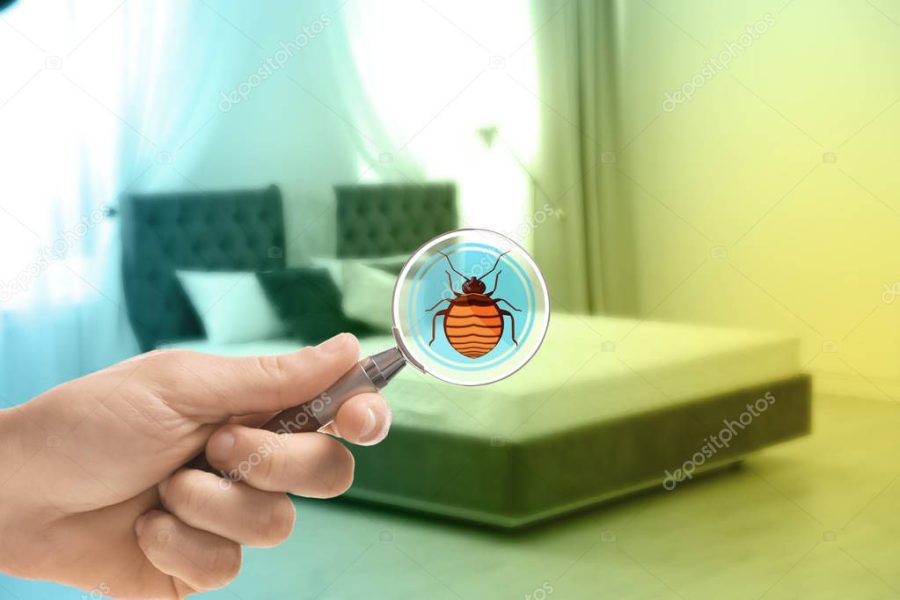 Woman with magnifying glass detecting bed bugs on mattress, closeup