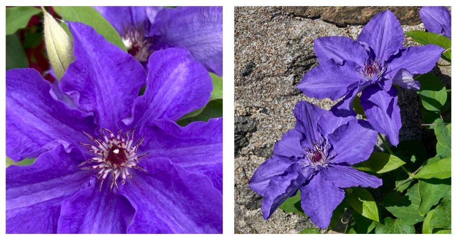 Blue/Purple Hues - Lindsay Clematis Vine - Fragrant - 2.5" Pot
