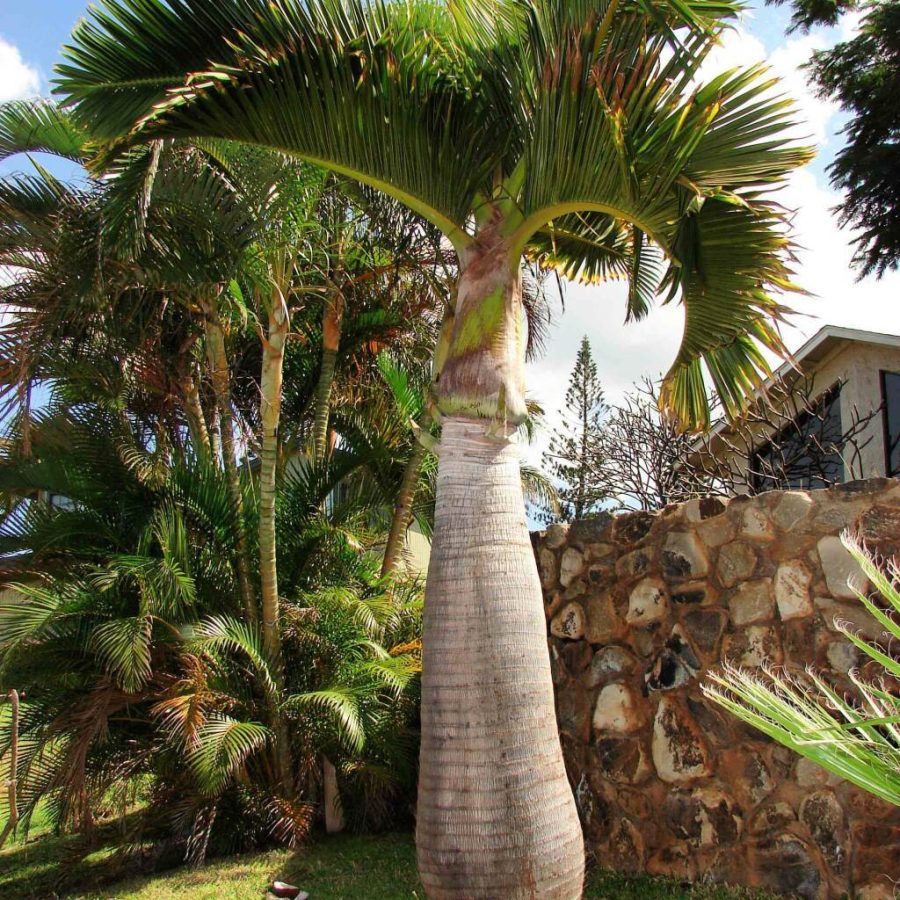Bottle Palm Flores Exotic Plants Tree Home Garden Balcony, 10 seeds