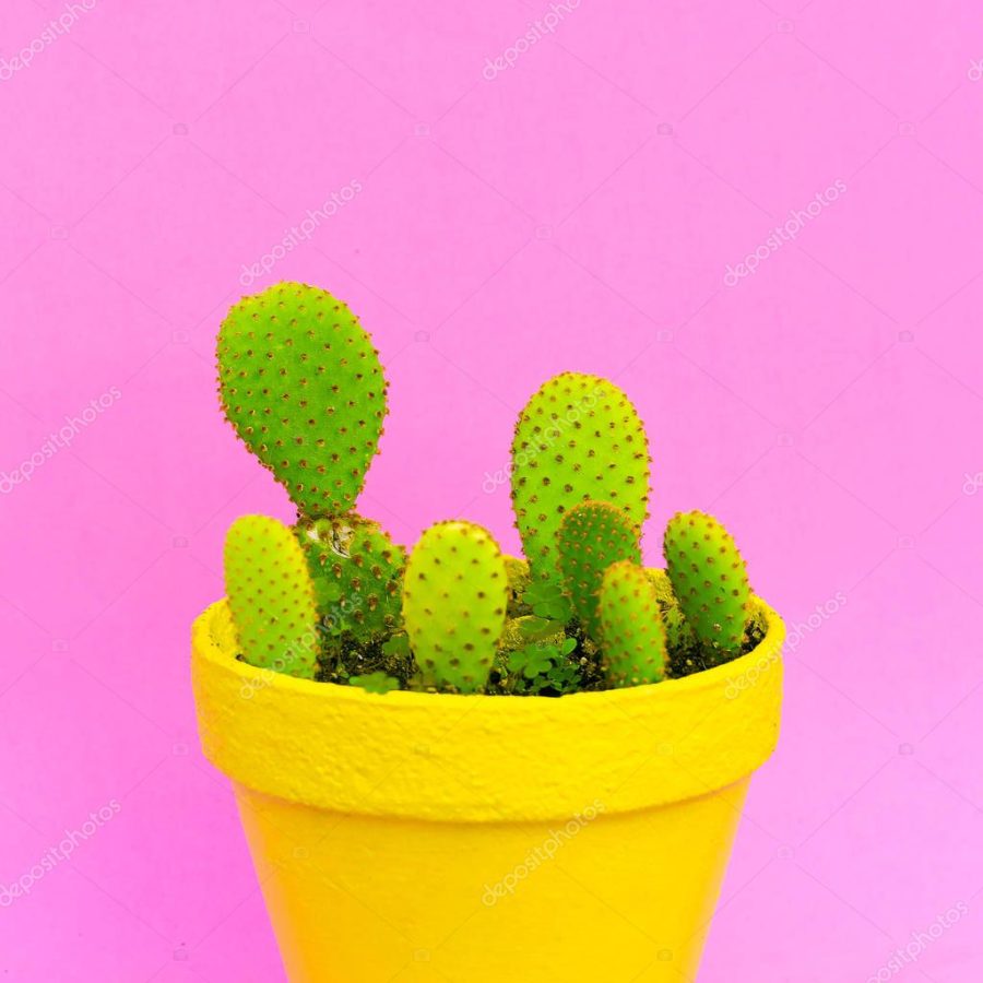 Cacti. Cactus lover fashion colorful concept. Plants on pink